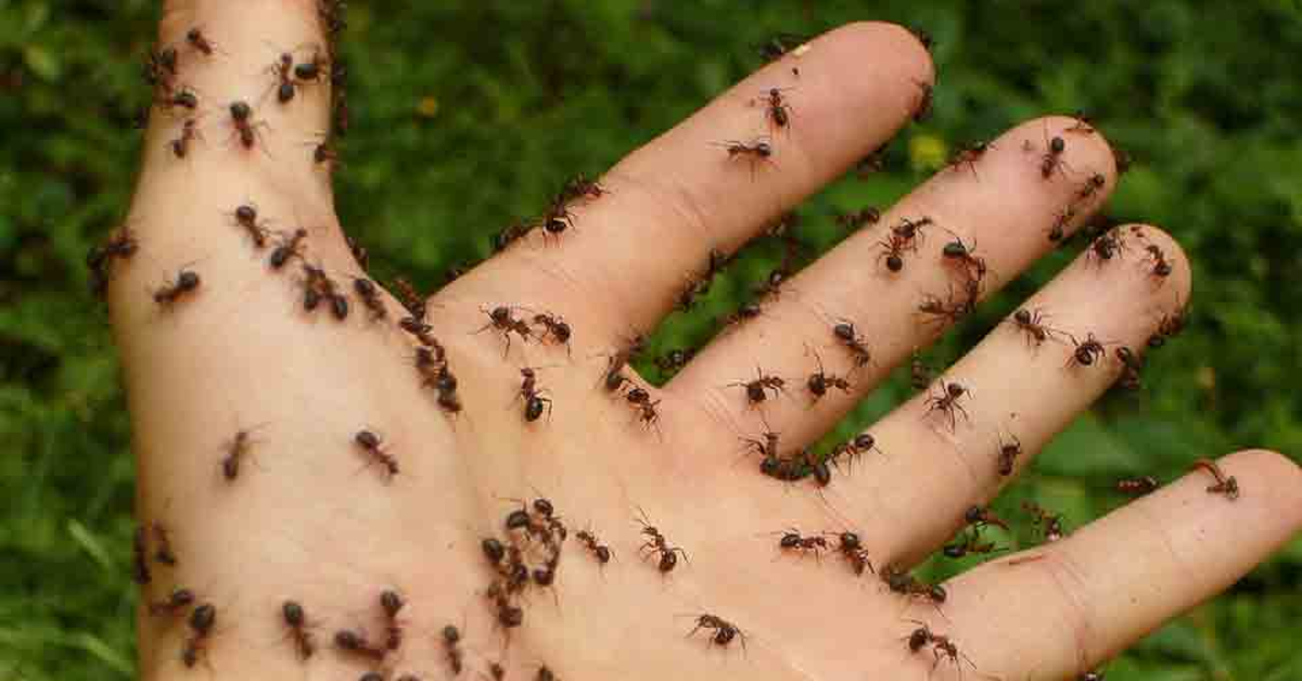 Dedetizadora de Formigas em Sorocaba Dedetizadora de Formigas em Sorocaba