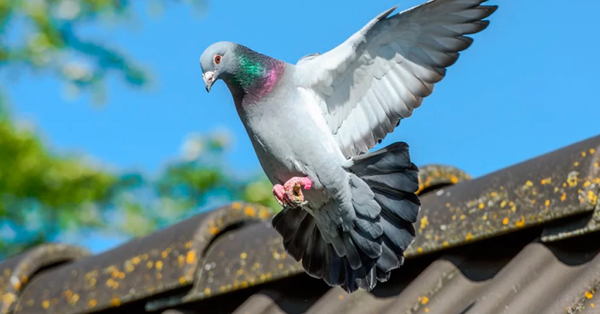 Dedetizadora de Pombos em Sorocaba Dedetizadora de Pombos em Sorocaba